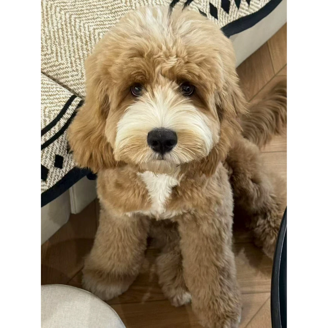 （成都设计师犬种工作室）T狗狗活体