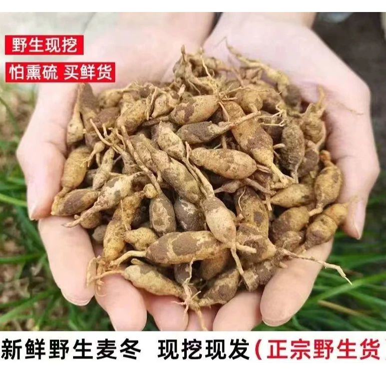 现挖野生麦冬非种植麦冬四川野生麦冬带土发货01