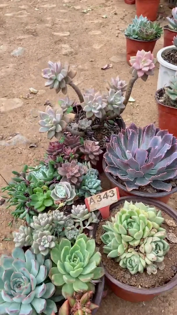 A343闪购清风花木兰多肉组合脱土发货