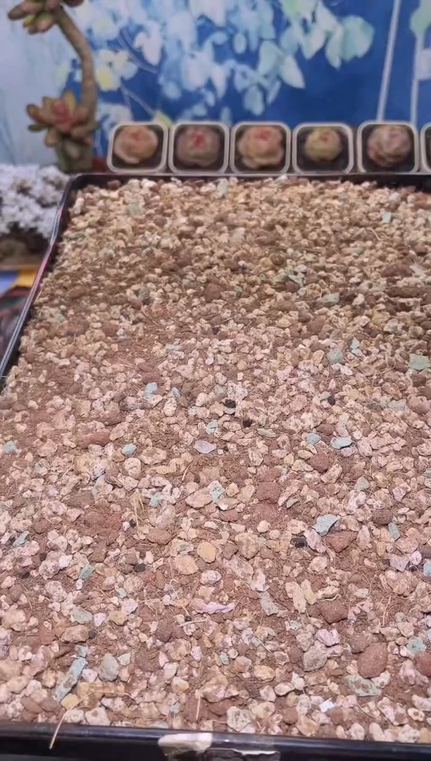 【闪购商品】多肉专用颗粒土一单单独包邮