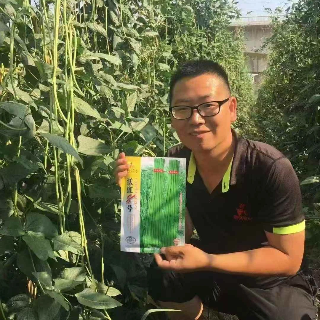 鼎优沃豇8号 早熟豇豆小厚叶粗条耐早衰不易鼠尾不易鼓籽豆角品种