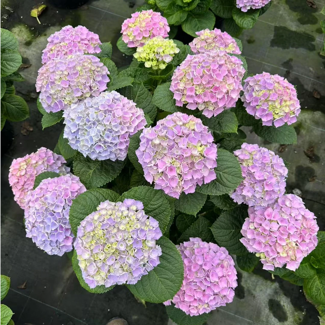 【阿涛】5加仑 紫水晶 新品绣球花苗盆栽 大苗室内阳台庭院植物