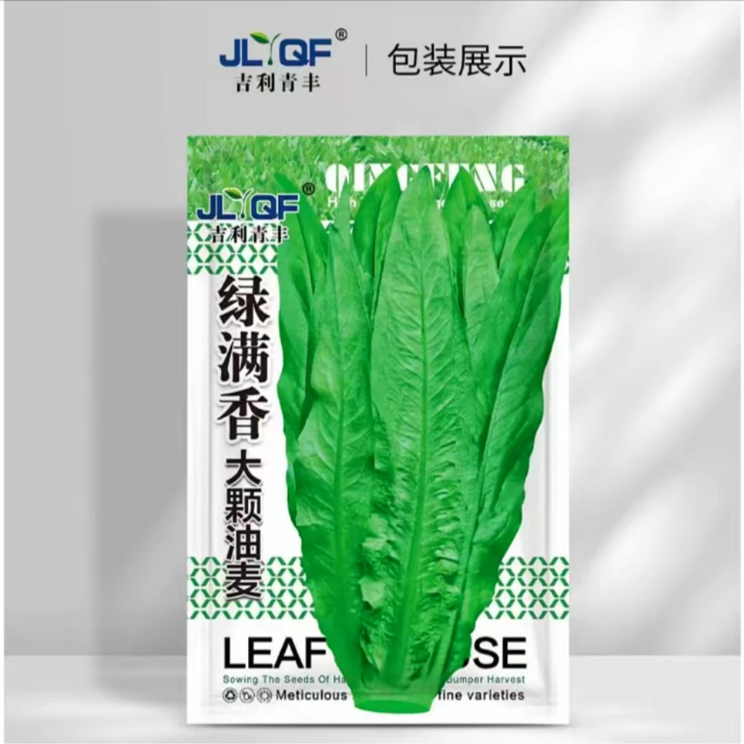 农家无斑油麦菜种子田园基地均可种植