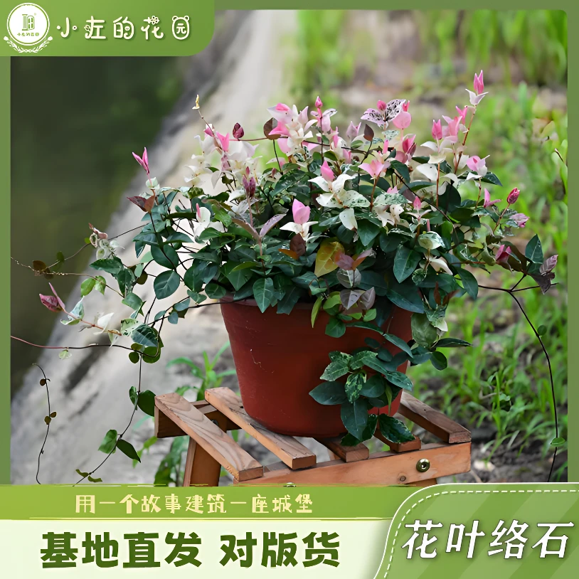 花叶络石花苗盆栽垂吊耐热耐寒桌面庭院阳台绿植花卉多年生植物