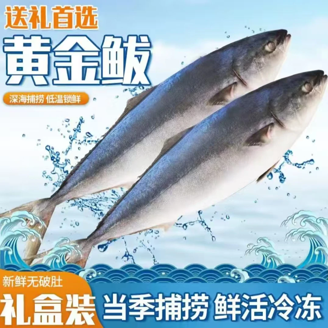 Z【JD包邮】深海鲜活速冻黄金大鲅鱼规格8-24斤/条 礼盒装