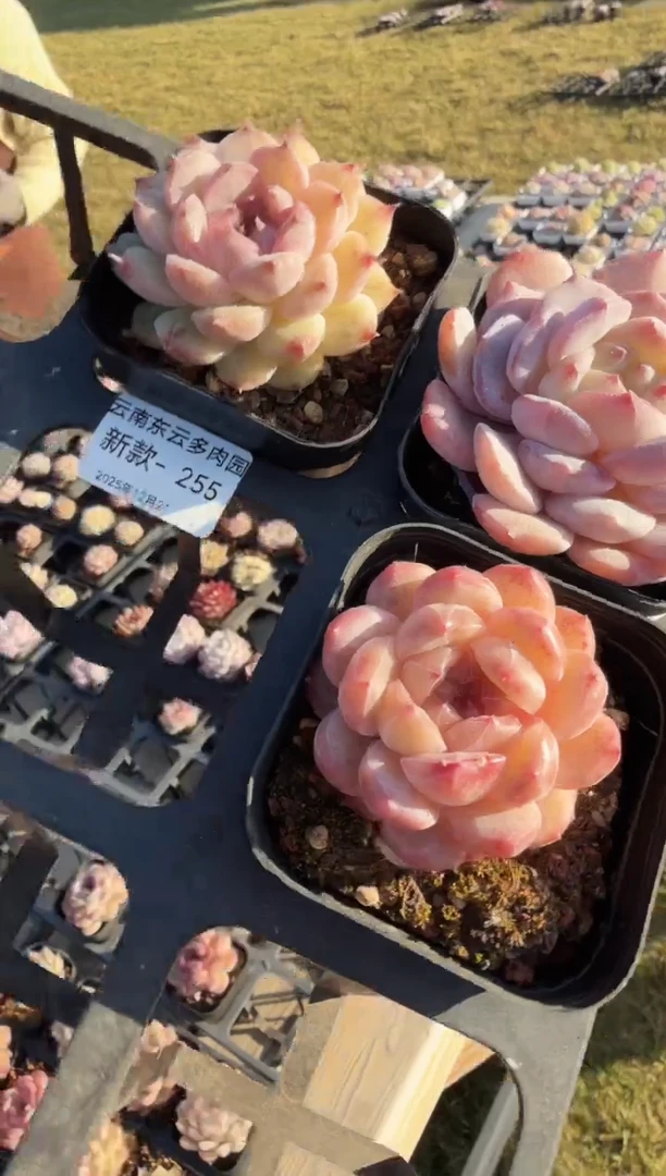 东云多肉园新款-255