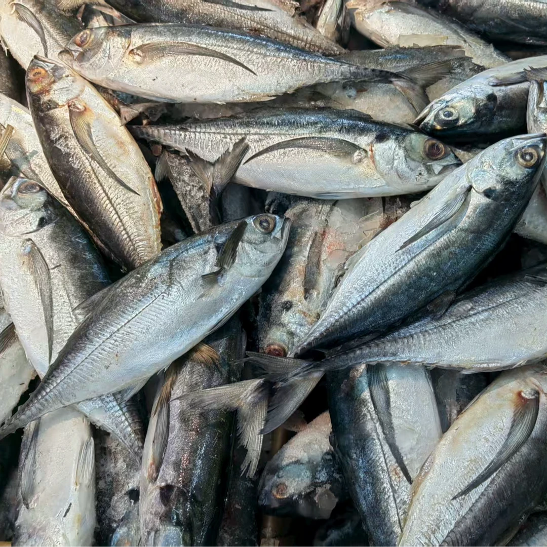 特价燕翅鱼 2斤左右（海鲜）