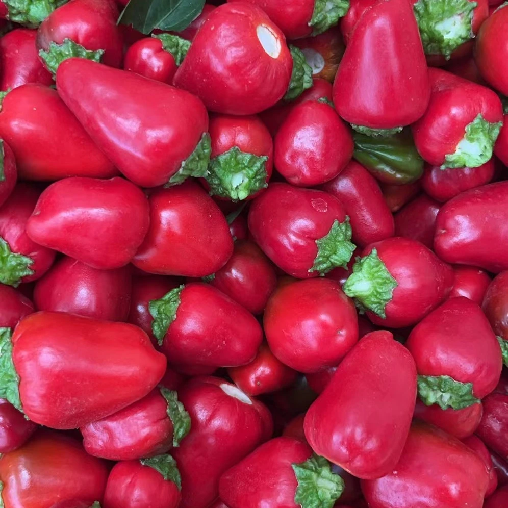 新鲜草莓椒自种植现采摘草莓椒雅莓辣椒
