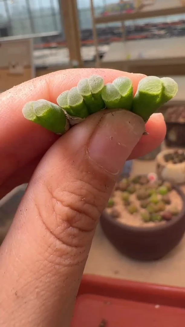14-135多肉植物肉锥