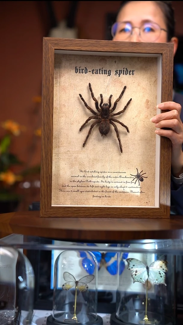 大蜘蛛    相 框款     常规