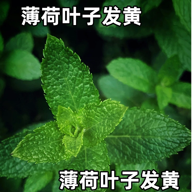 薄荷叶子发黄薄荷叶子发黄怎么办德沃多植物营养液肥料盆栽绿植