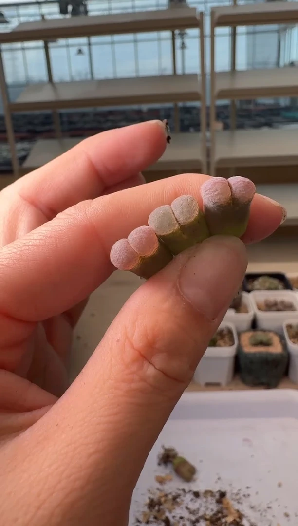 24-115多肉植物肉锥