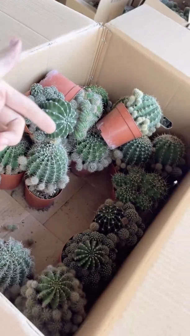 【闪购商品】2颗 8-10cm 席克氏彩草