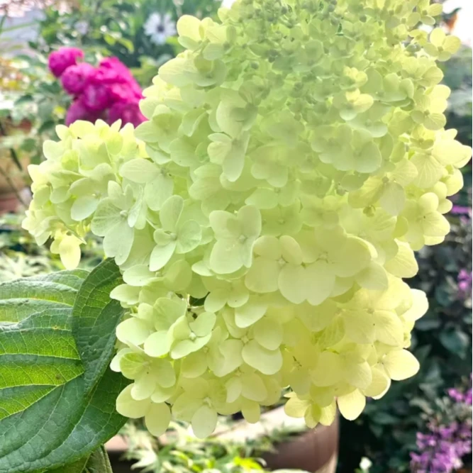 夏日美人 圆锥绣球 初开绿色后期会变白/粉 小2加（方）生花苞发货