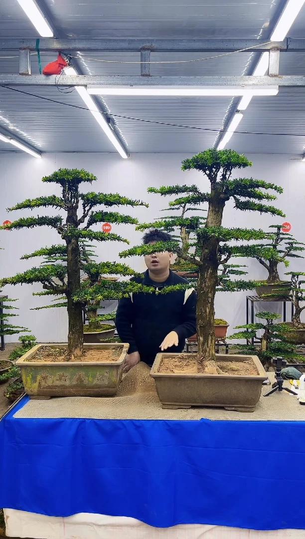 完全开放一物一拍，所见即所得