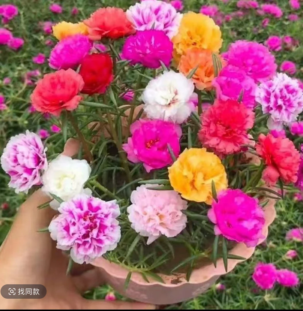 重瓣多色太阳花小苗　四季开花