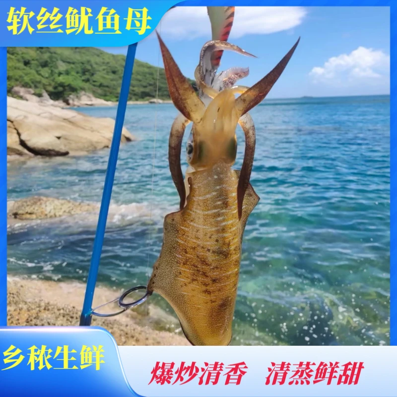 （软丝/鱿鱼母生鲜）海南本港深海捕捞新鲜上岸清蒸白灼鲜活海鲜