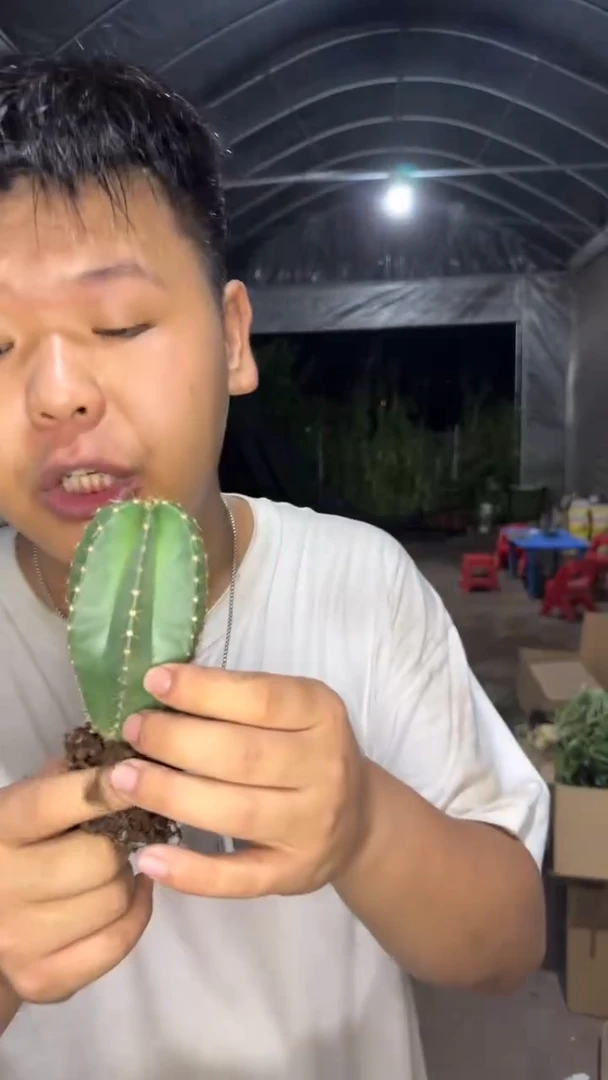 2颗 单头 微刺虾 实生根