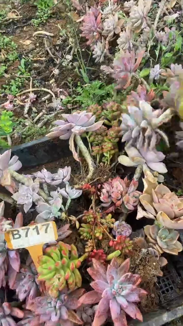 【闪购商品】B717清风花木兰多肉组合