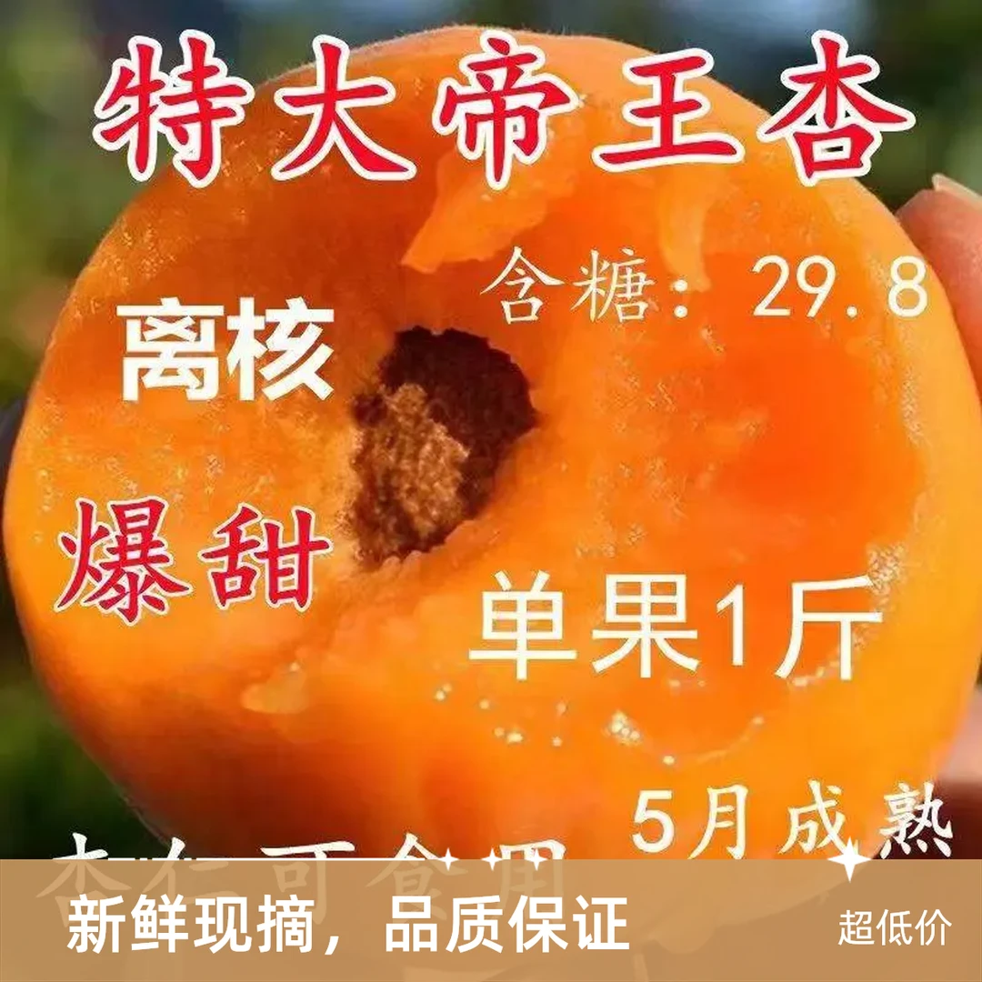 杏树苗嫁接特大帝王杏子树苗盆栽地栽耐寒耐旱南北方种植当年结果