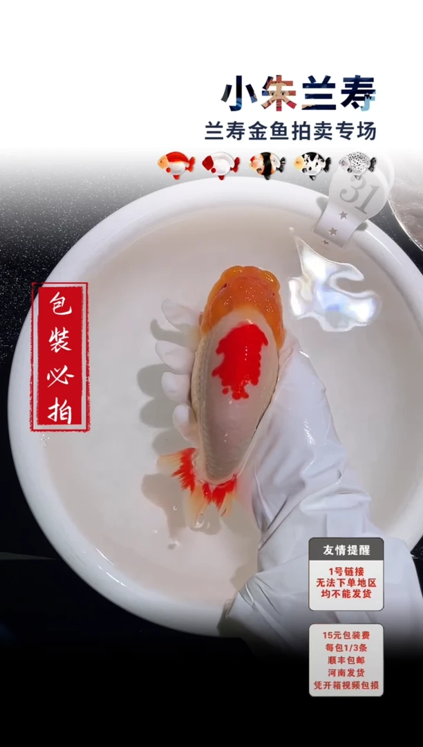 金鱼 包装必拍未拍顺丰到付31号