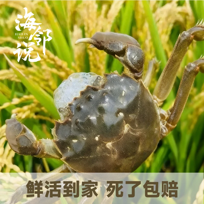 【活蟹】盘锦河蟹盘锦稻田螃蟹1.0-1.3两母2斤3斤