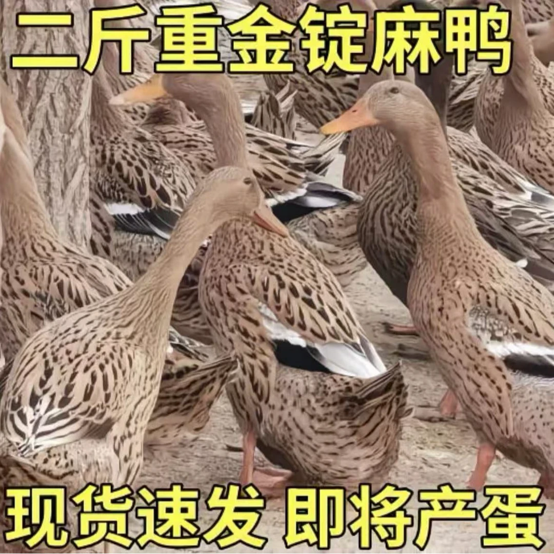 当日发，89.9元3只金锭麻鸭，每只2斤，顺丰包邮