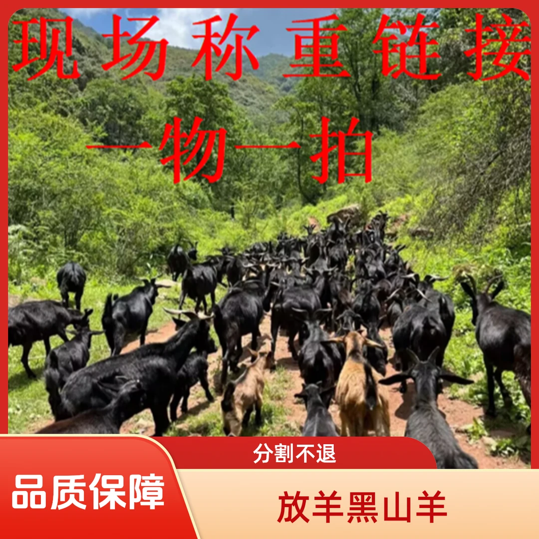 一物一拍：现场称重羊排、羊腩、羊前腿排、羊腿、羊肉清炖、红烧、火锅
