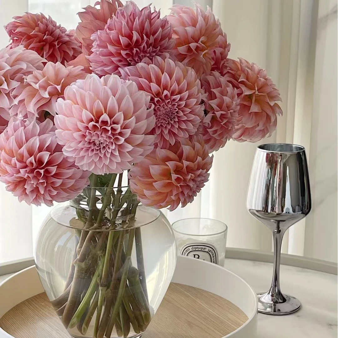 【一品花集】【奶油桃子】——大丽花