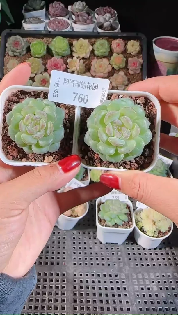 1108-760清浅量拍麦秆群不包整