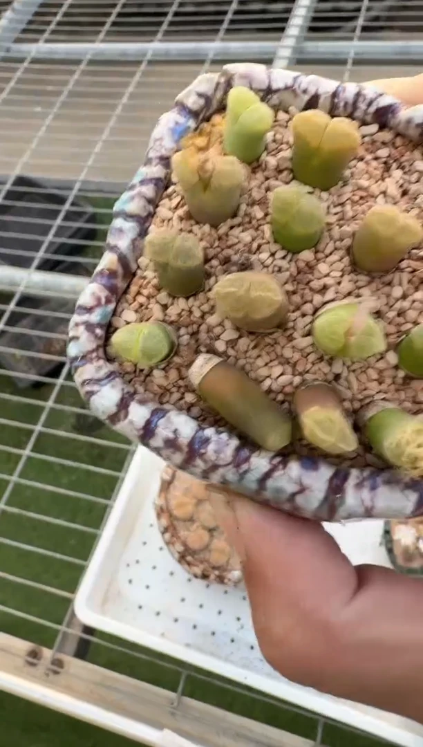 多肉植物肉锥22-184