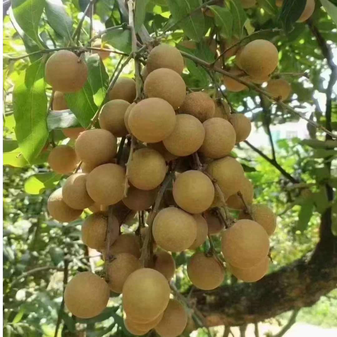 兴花府桂圆  莆田龙眼 松丰本 当季新鲜水果现摘 果直径30附近