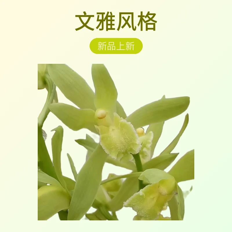 蕙兰素心茶室书房文雅