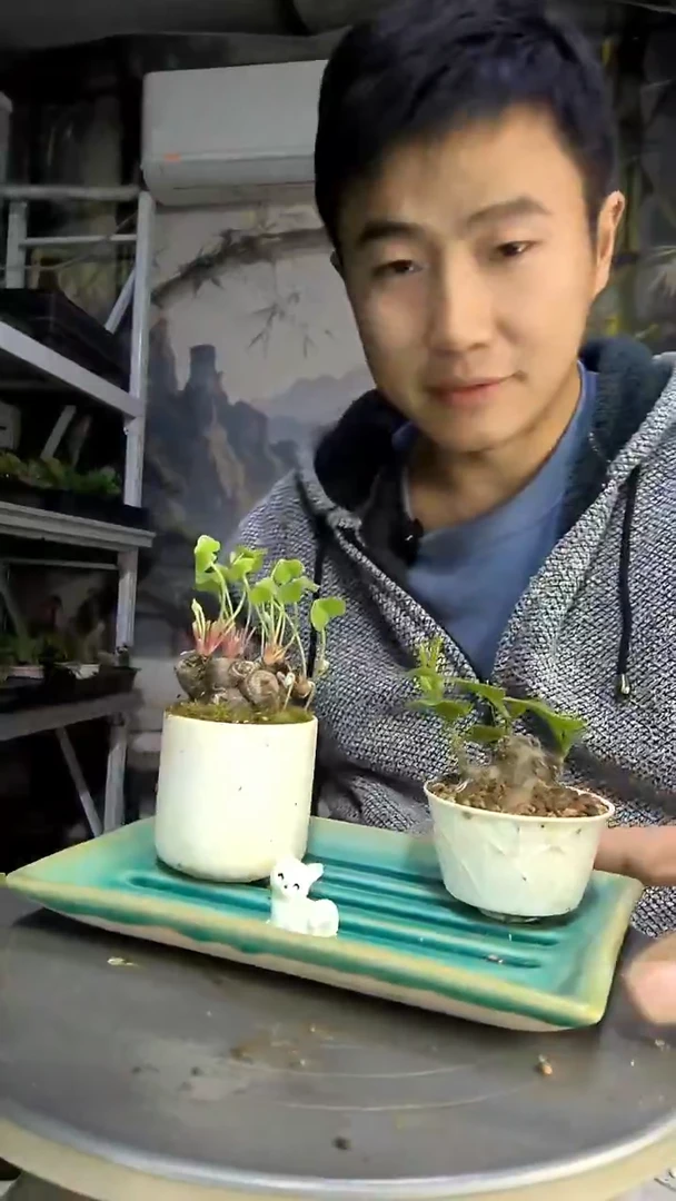 马***️中青园艺一物一拍456