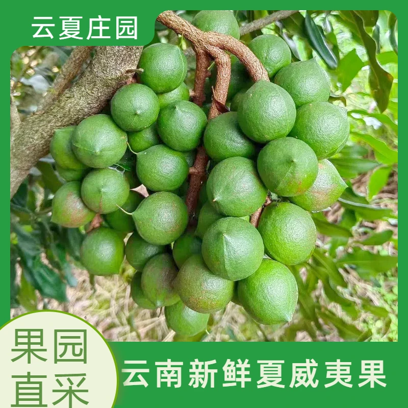 云夏庄园当季新鲜夏威夷果产地直发奶香四溢带开果器发货