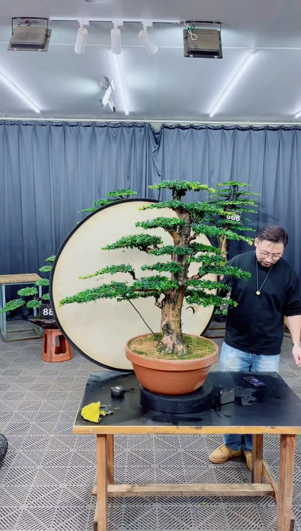 无花朵盆景.......