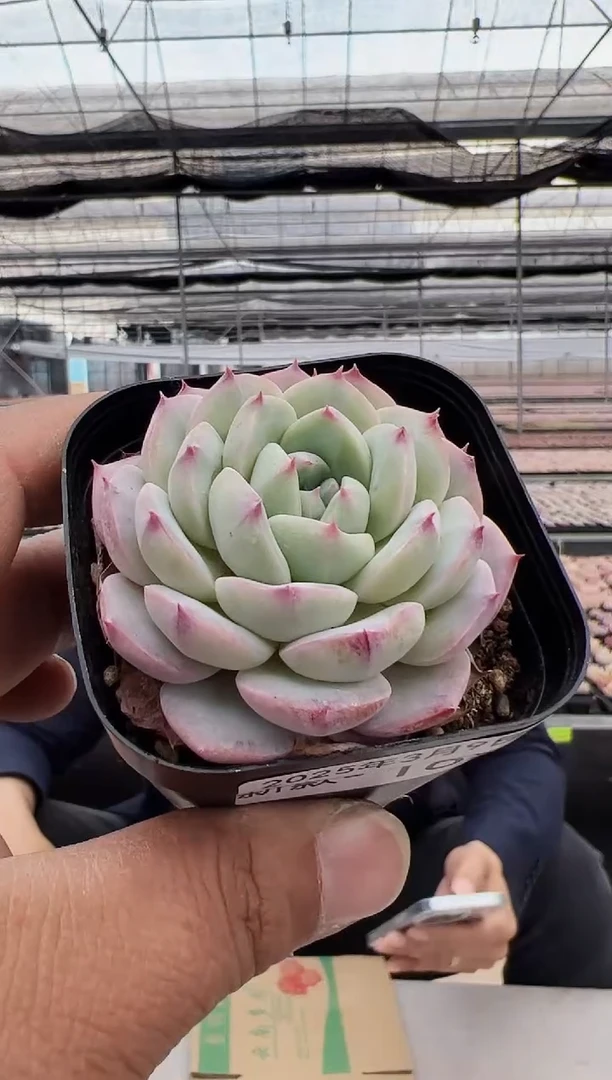 【闪购商品】新款多肉-165