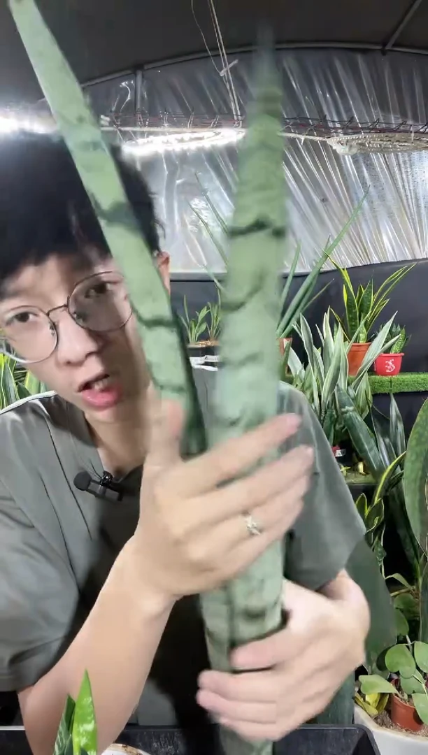 硬叶银麦1棵裸根16.8