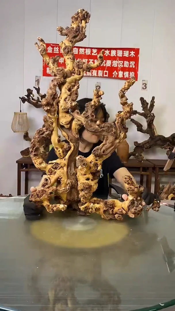 香榧木曰*明金丝红木 羊蹄甲