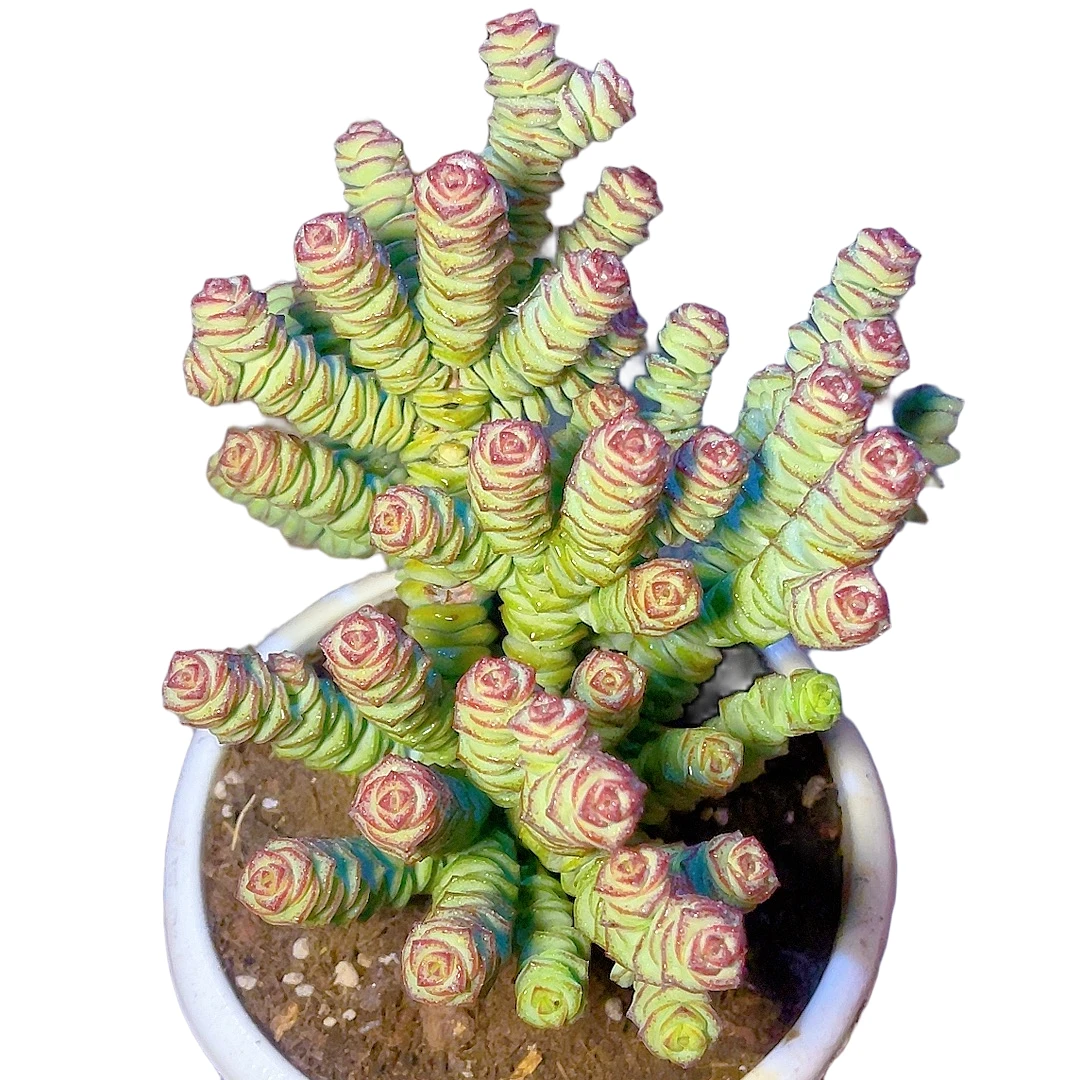 71多肉植物（整桩钱串老桩）直播展示