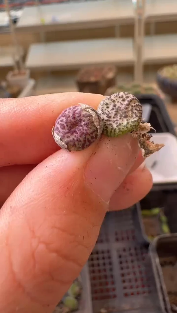 14-150多肉植物肉锥