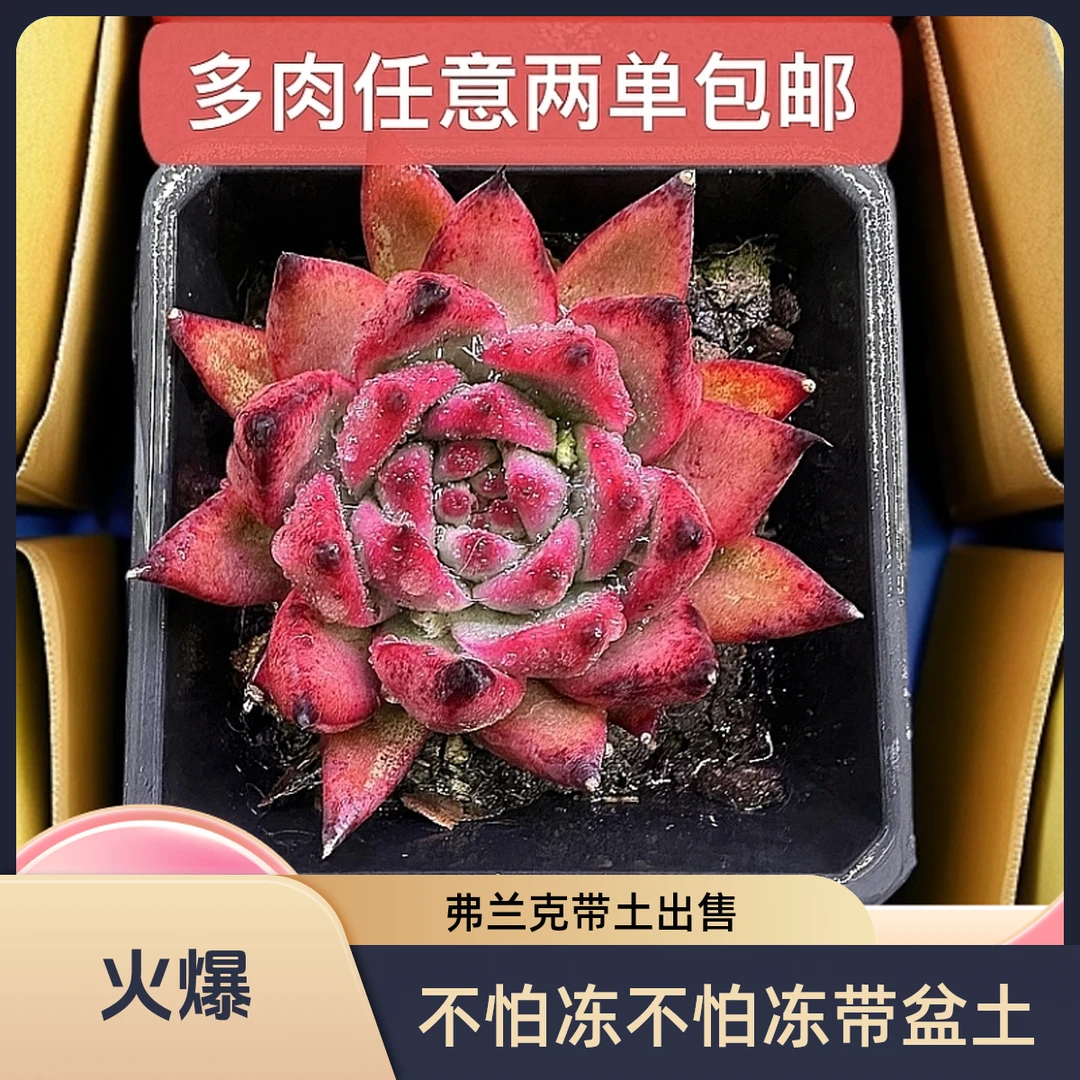 弗兰克 不怕冻不怕热带盆带土发（实物以展示为准任意两单包邮）
