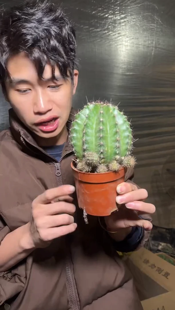 3颗 大金刚彩草 不指定带崽8-11cm