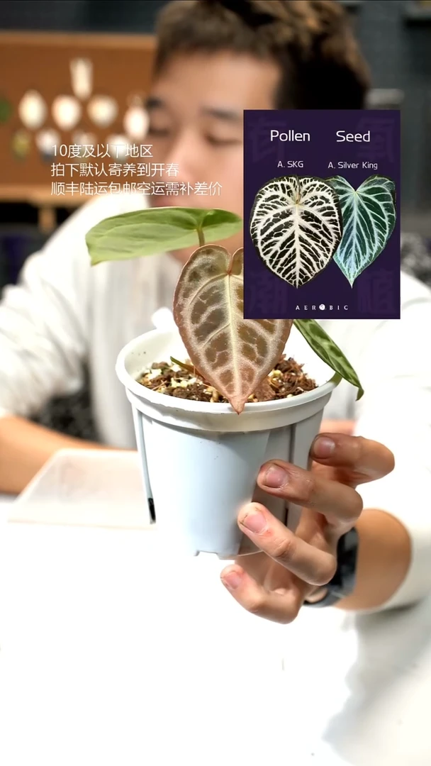 完全开放闪烁2.0 02花烛