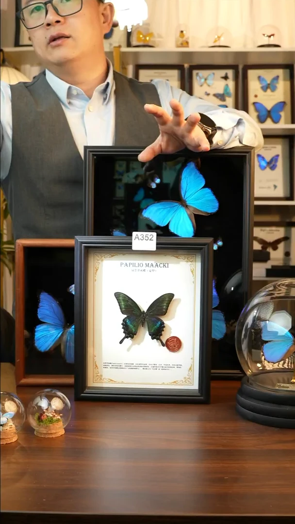 绿带翠凤蝶夏款-英文(10寸欧式黑框）A352