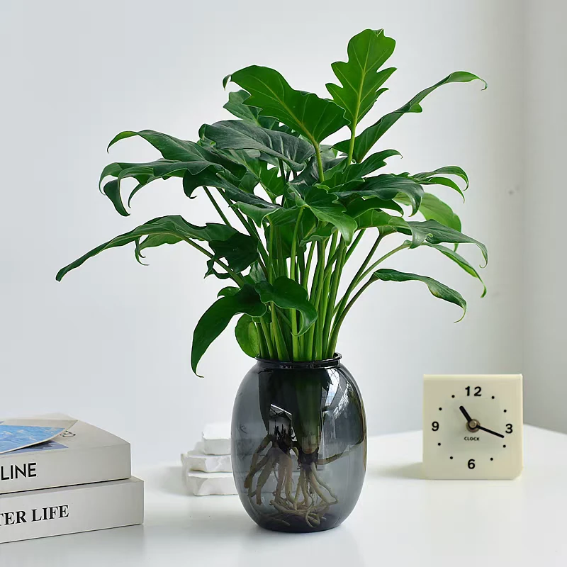 小天使春羽水培盆栽D室内花卉可净化空气四季常青好养活