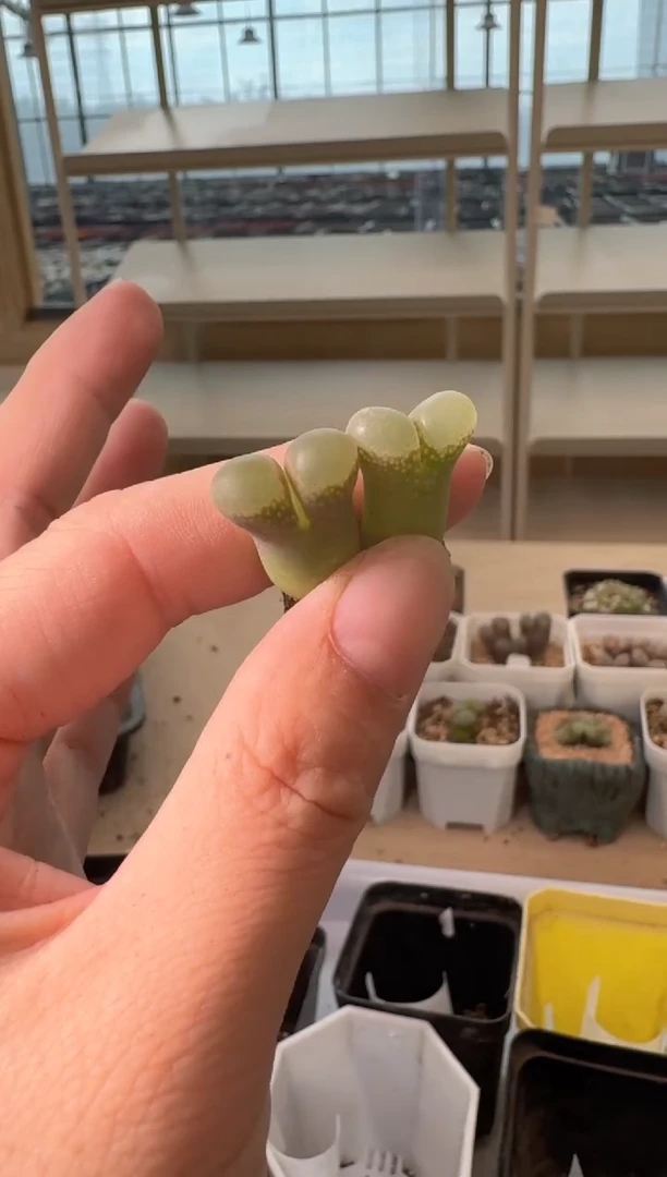 24-153多肉植物肉锥