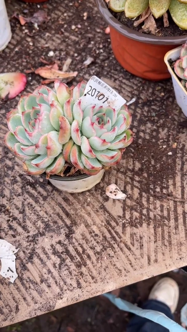 肯跃跃精品多肉20101