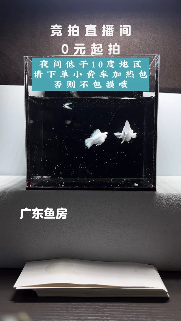 孔雀鱼瓷白玛丽一对编号94