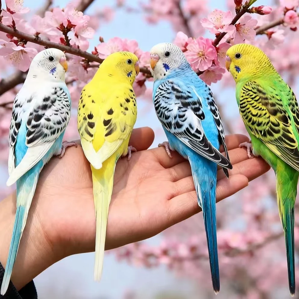 鹦鹉宠物手养鹦鹉可繁殖亲人粘人家宠小鸟鹦鹉虎皮云斑幼鸟活体